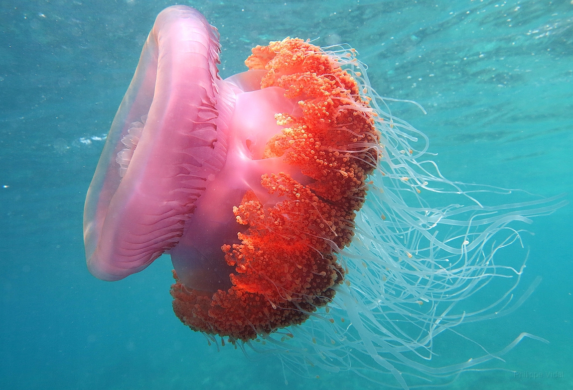 IMG_0899rf_Maldives_Madoogali_Plongee 9_House reef north_Meduse.jpg